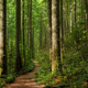 Image for article titled Chill way, way out with Tree.fm, a site where you can listen to forests from around the world